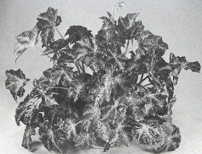 B. ‘Christine’